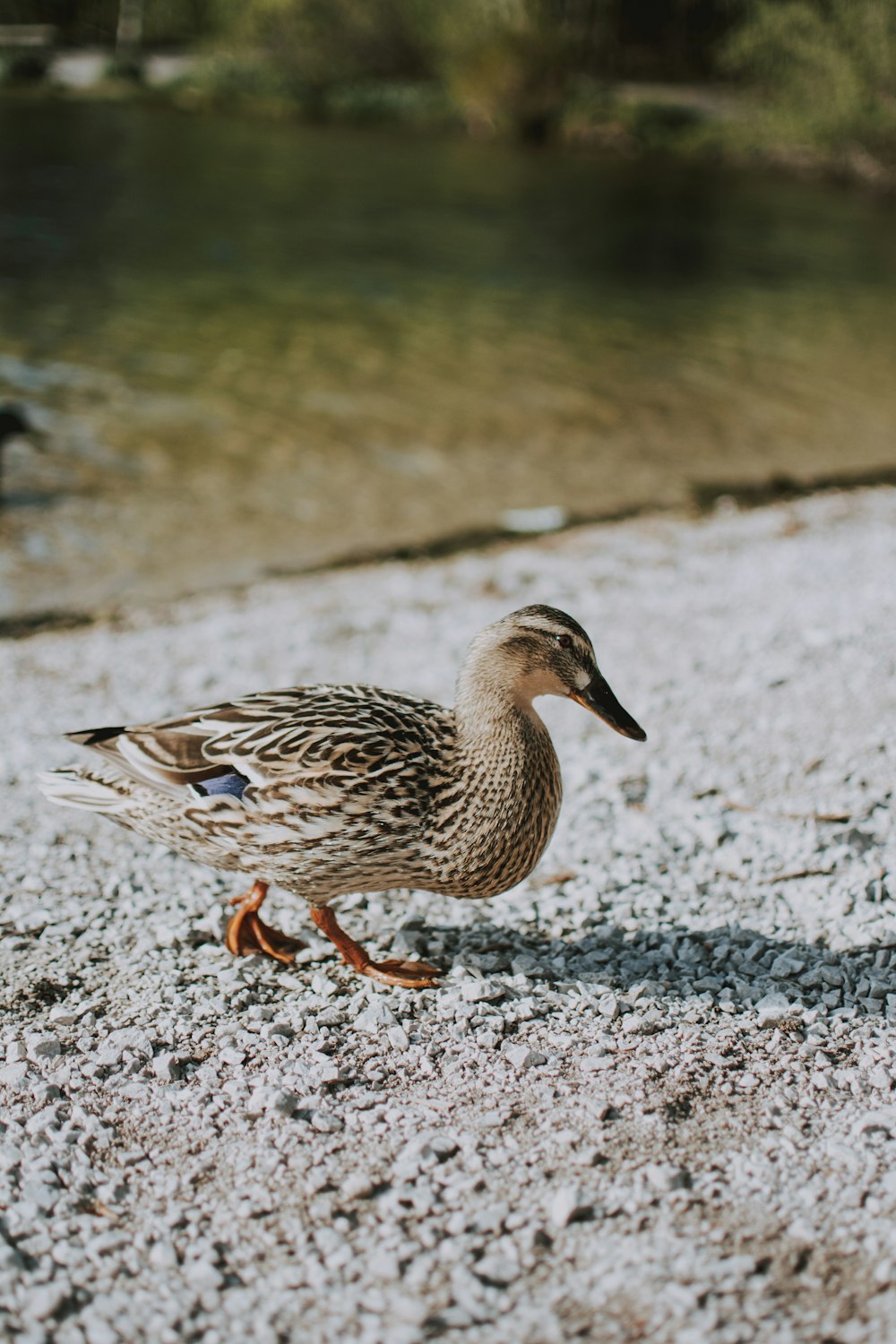 brown duck on shore