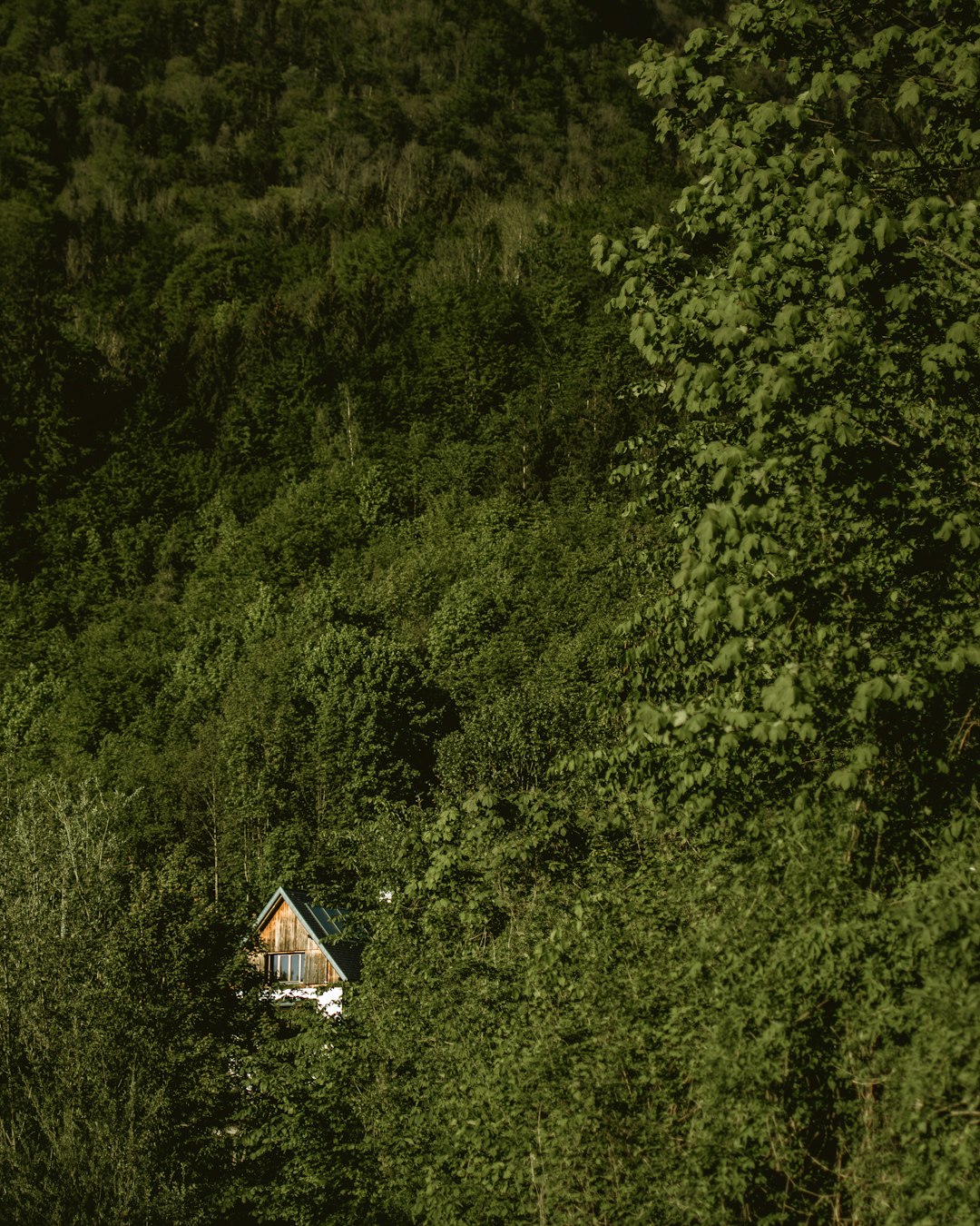 green-leafed tree