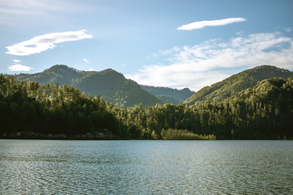 forest beside body of water during daytime