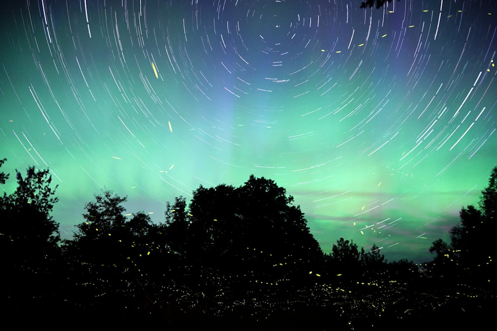 silhouette of trees at night