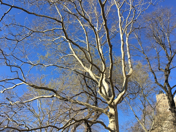 A large tree with bare branches stands against a clear blue sky. The branches are intricate and sprawling, creating an intricate network. In the background, there is a stone structure partially obscured by the tree branches.