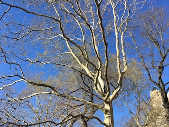 A large tree with bare branches stands against a clear blue sky. The branches are intricate and sprawling, creating an intricate network. In the background, there is a stone structure partially obscured by the tree branches.