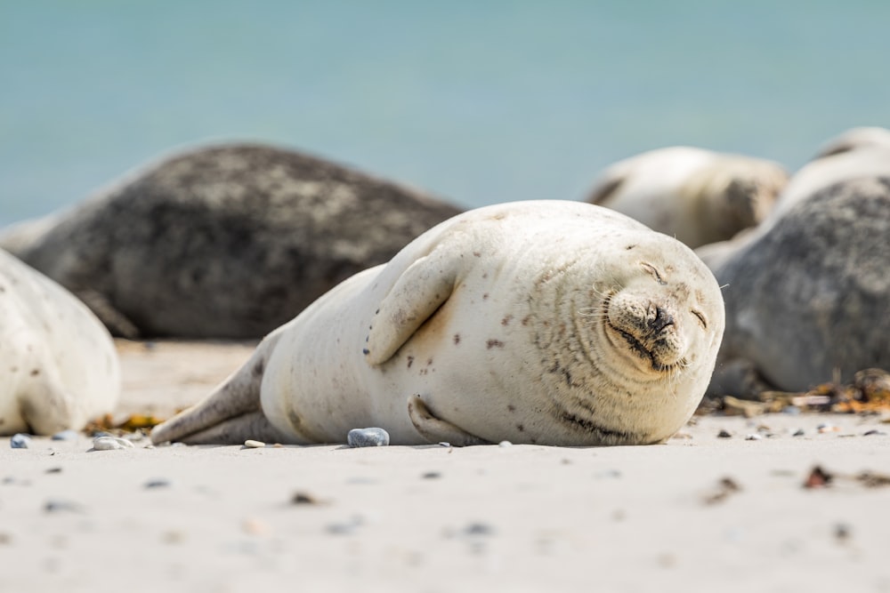 a number of sea lions laying on a beach