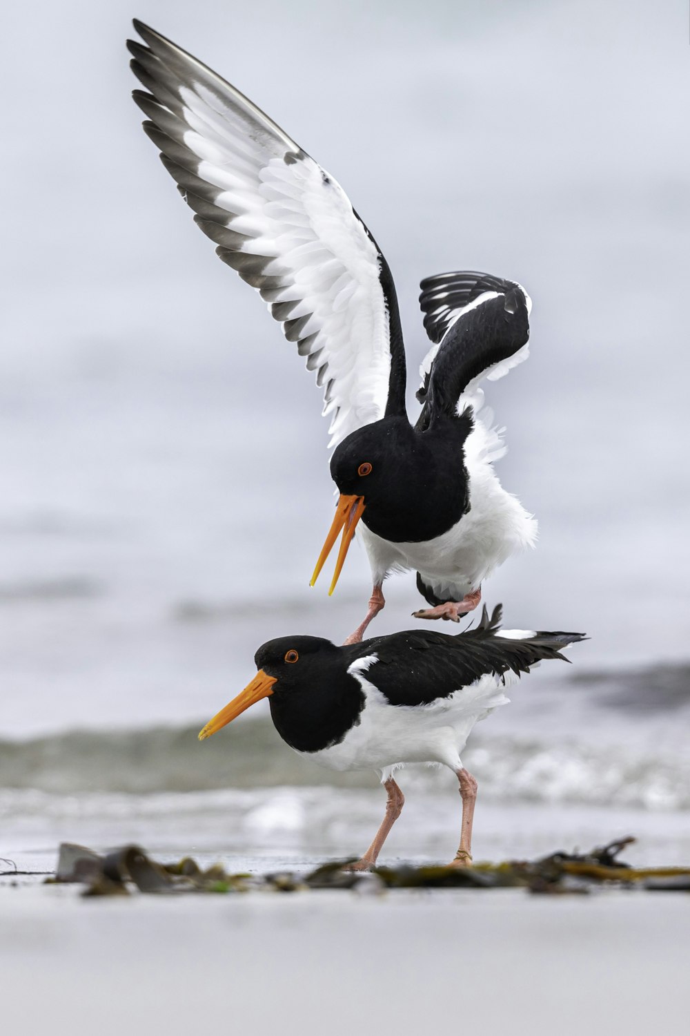 two white and black birds