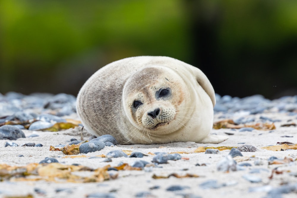 seal on sand