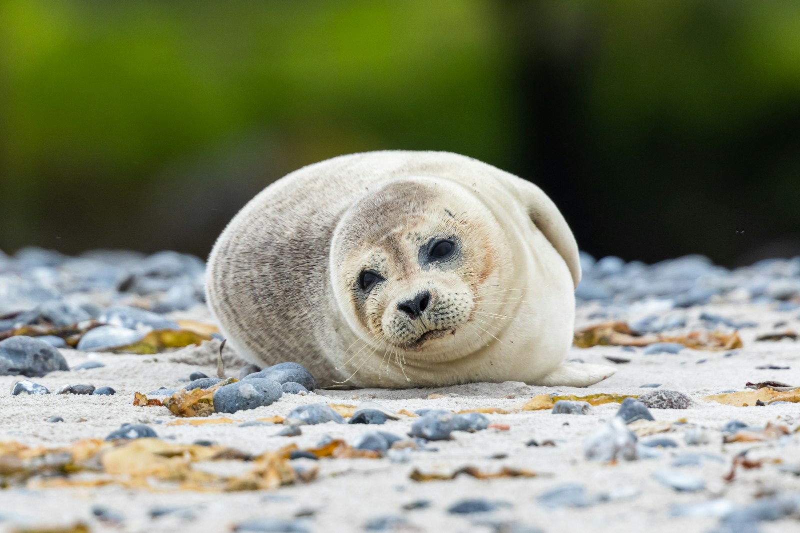 Canon EOS 5D Mark IV + Canon EF 300mm F2.8L IS II USM sample photo. Seal on sand photography