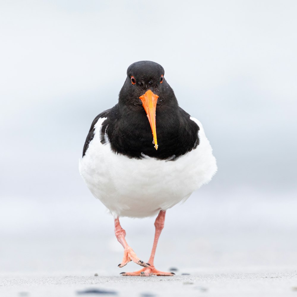 white and black bird