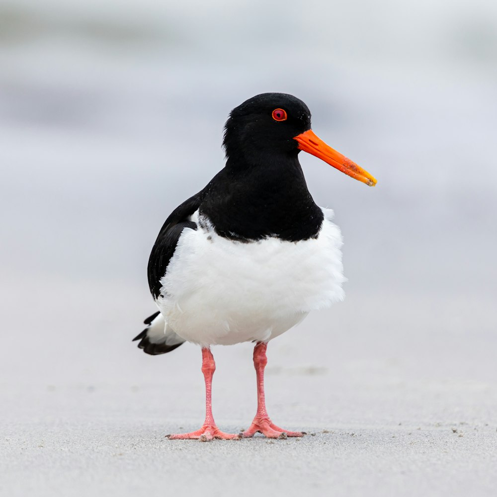 white and black oystercatcher