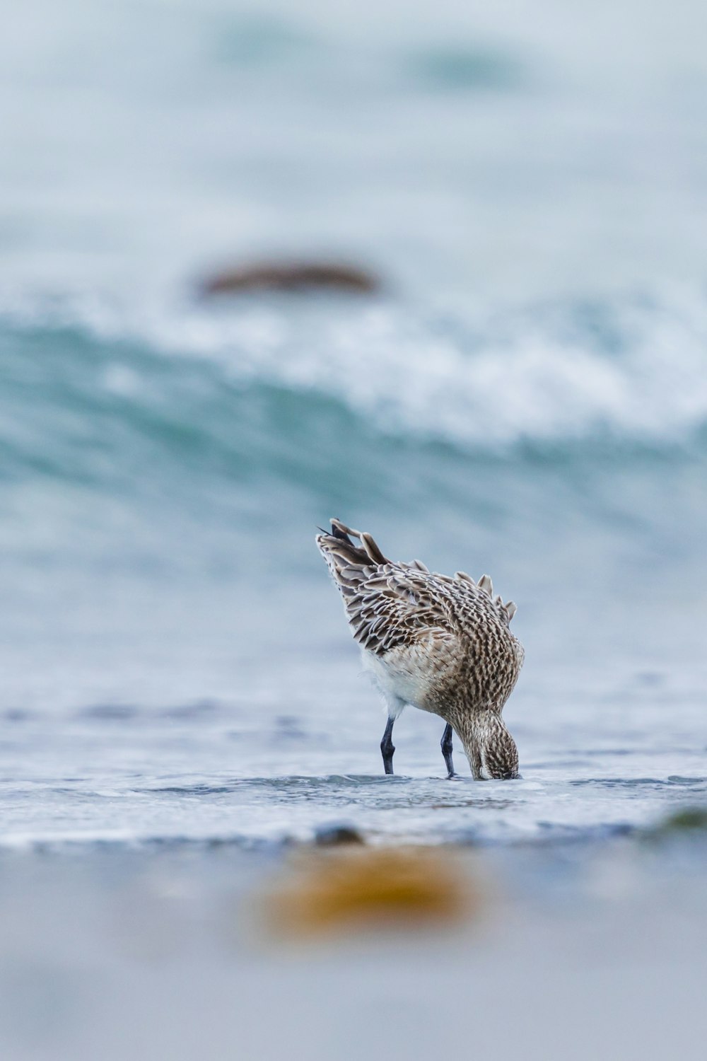 brown chick near seashore