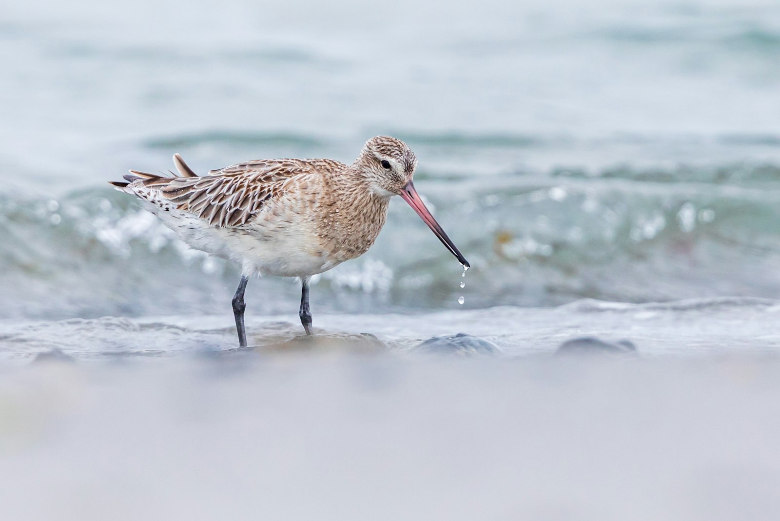 Canon EF 300mm F2.8L IS II USM sample photo. Brown bird on shore photography