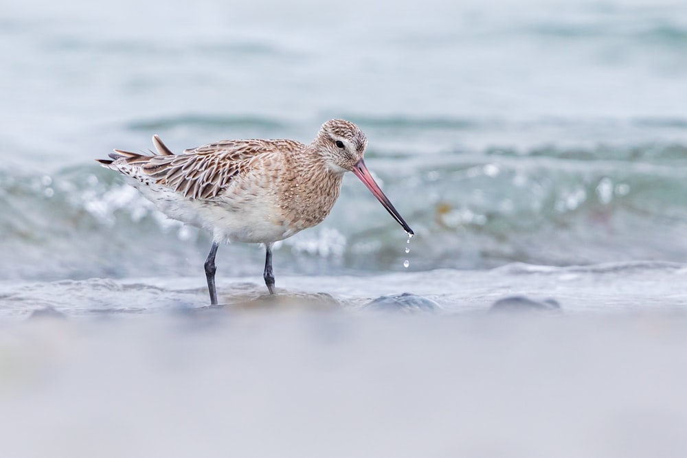 brown bird on shore during daytime