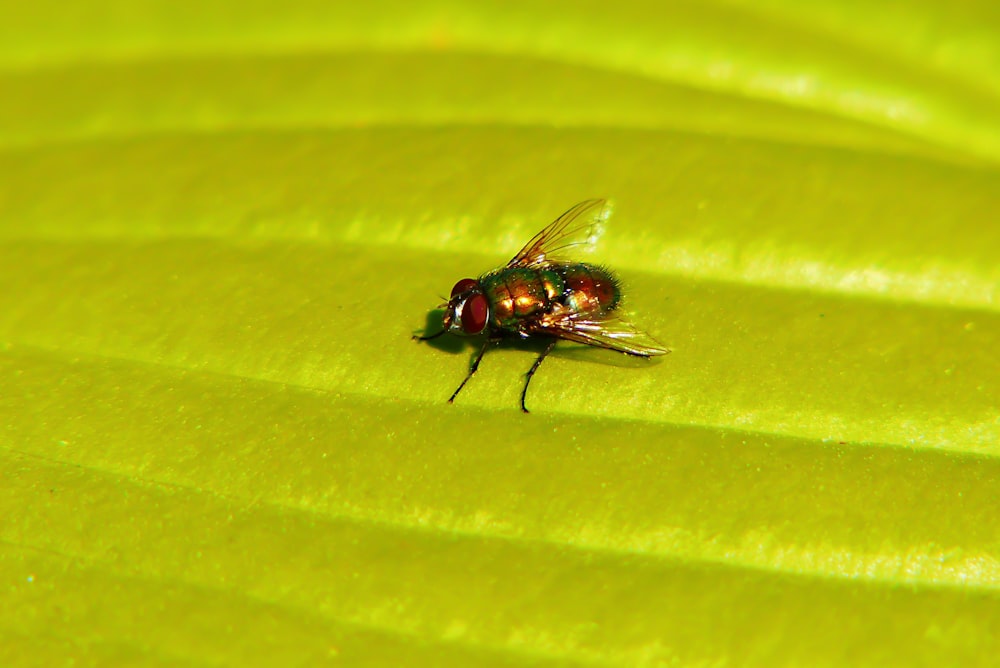 brown and black common house fly