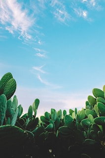 green-leafed plant