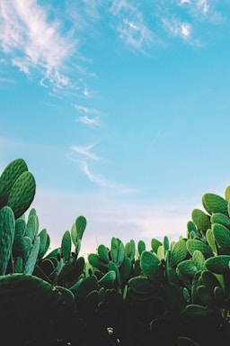 green-leafed plant