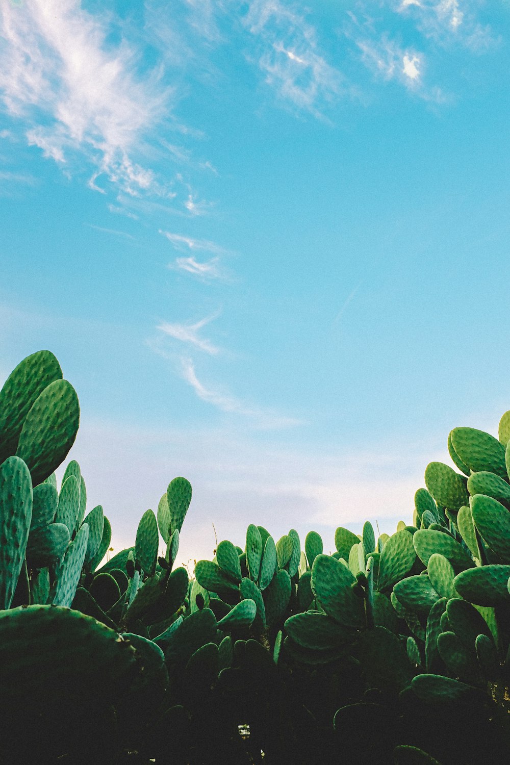 green-leafed plant