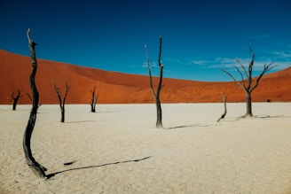 withered trees under clear blue sky