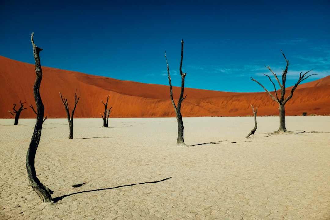 withered trees under clear blue sky