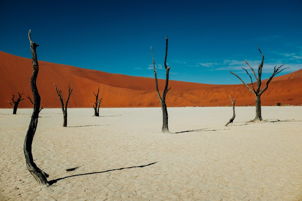 withered trees under clear blue sky