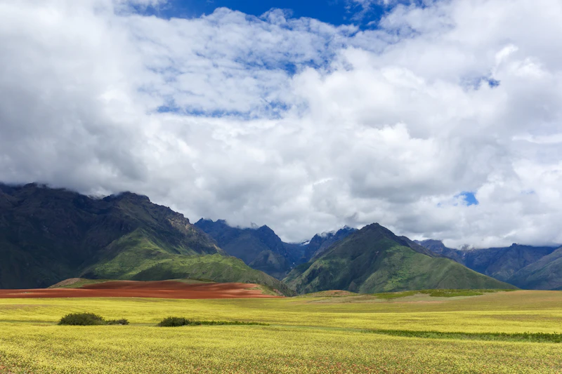 A green wildflower field in the Sacred Valley of the Inca