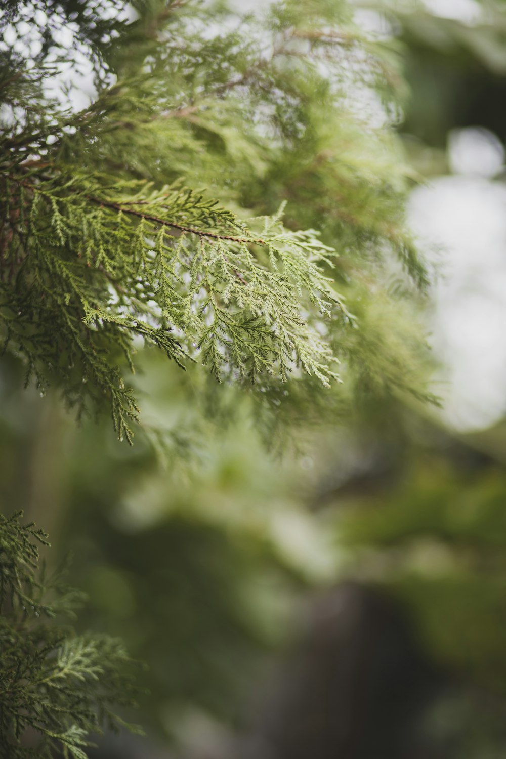 green-leafed plant