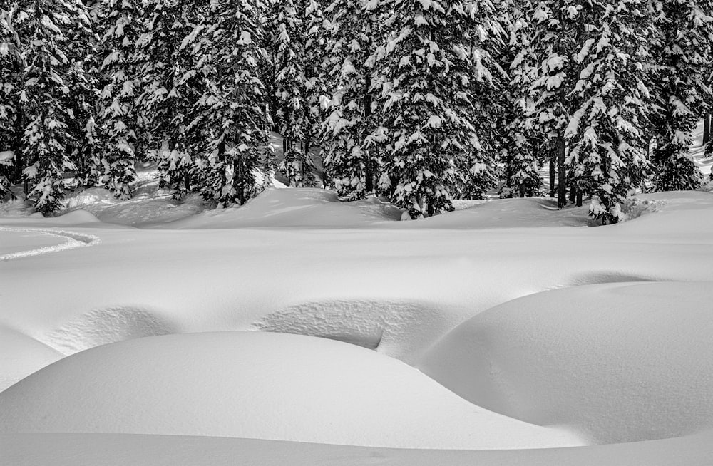 snow-covered field and trees