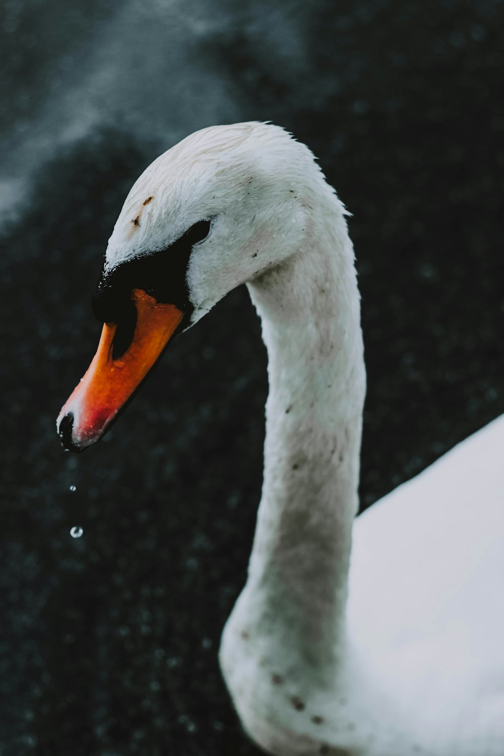 close-up photography of swan