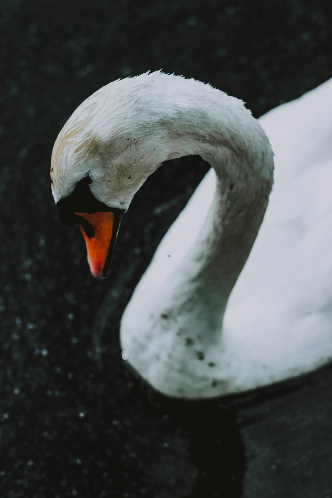 high-angle photography of white swan