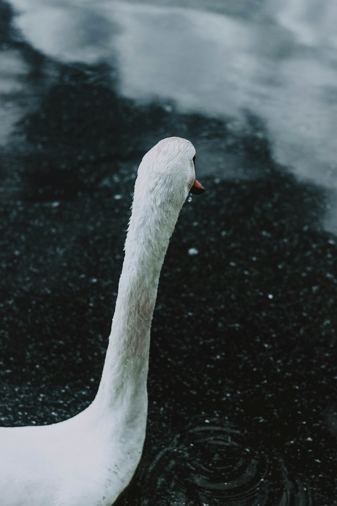 white swan on body of water