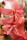 red petaled flower in close-up photo