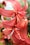 red petaled flower in close-up photo