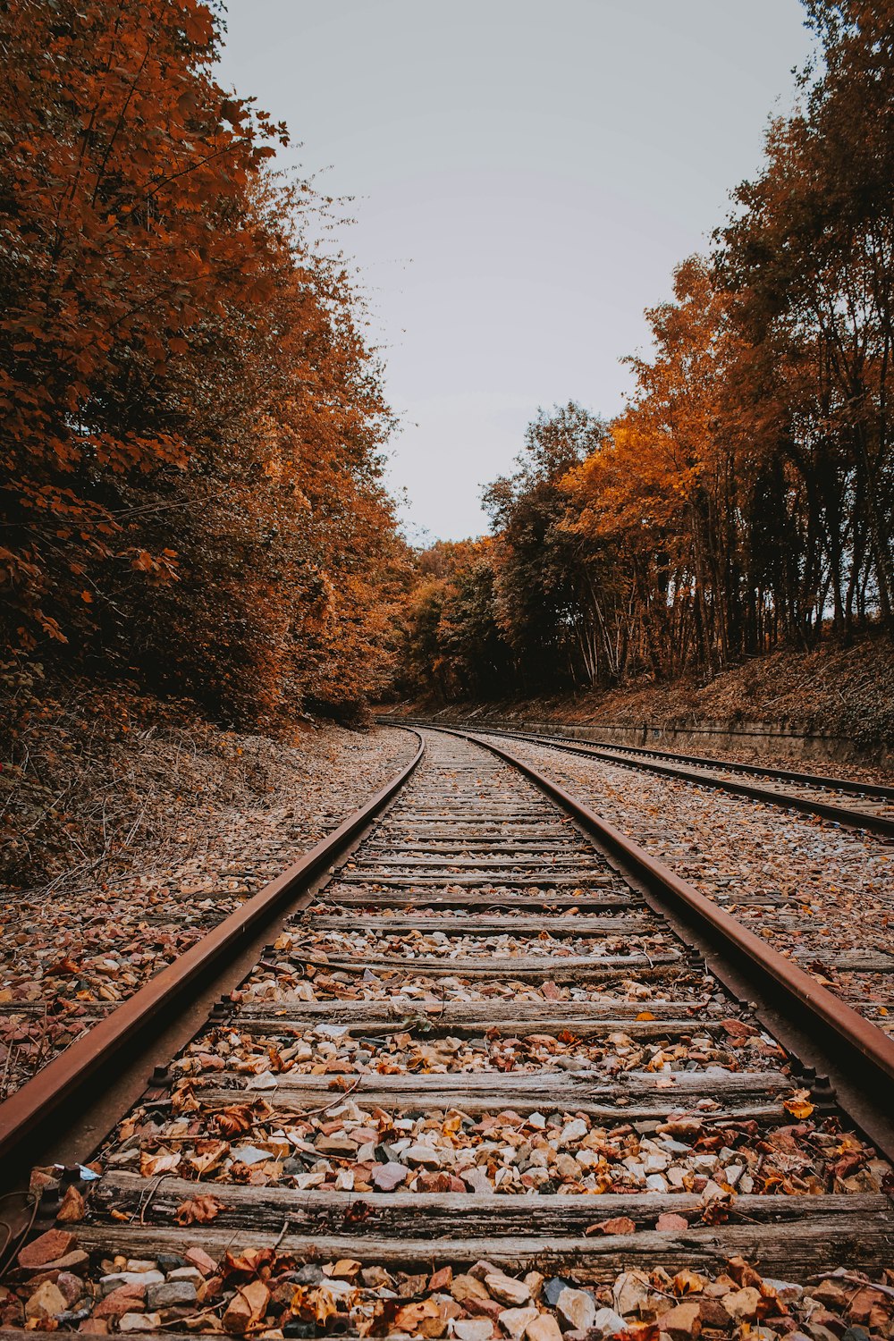 brown rail road beside trees during daytime