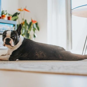 black and white dog lying on white rug