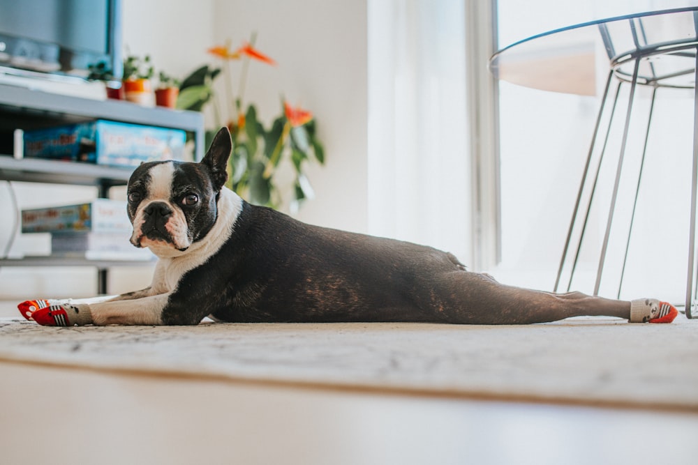 black and white dog lying on white rug