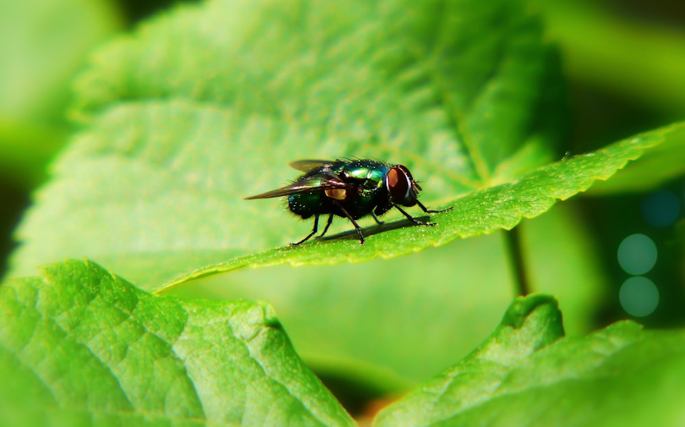 black house fly on green leaf