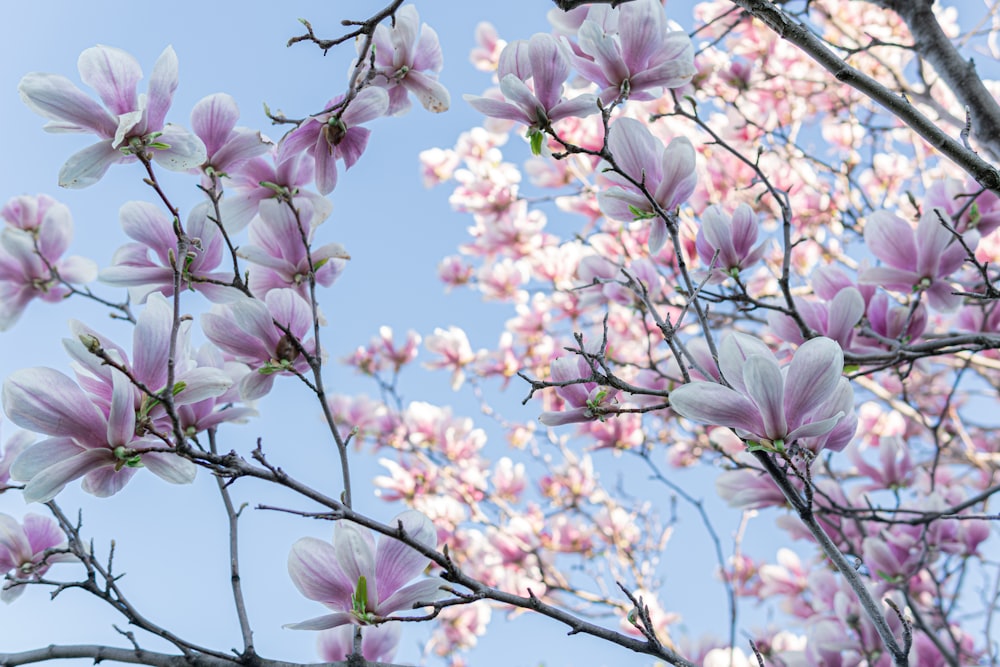 桜の木のローアングル写真