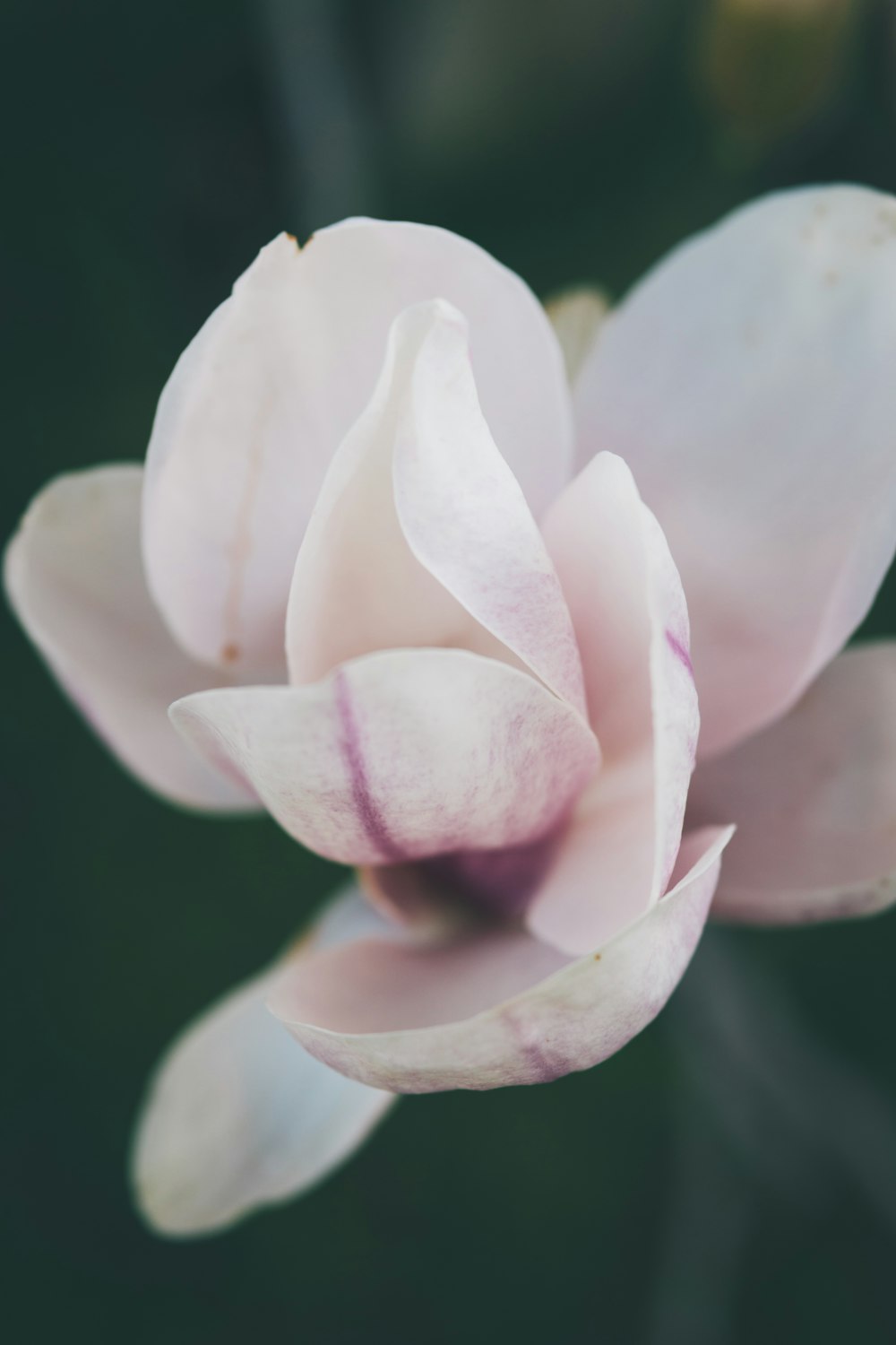 white-petaled flower