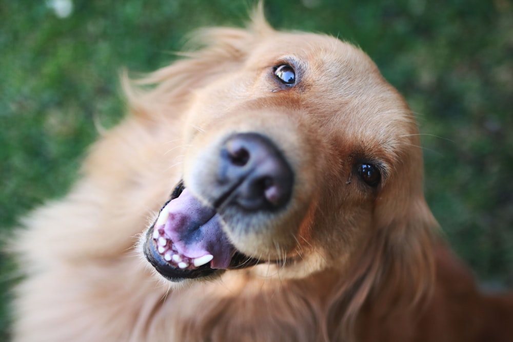 Golden Labrador Retriever opened mouth on green grass