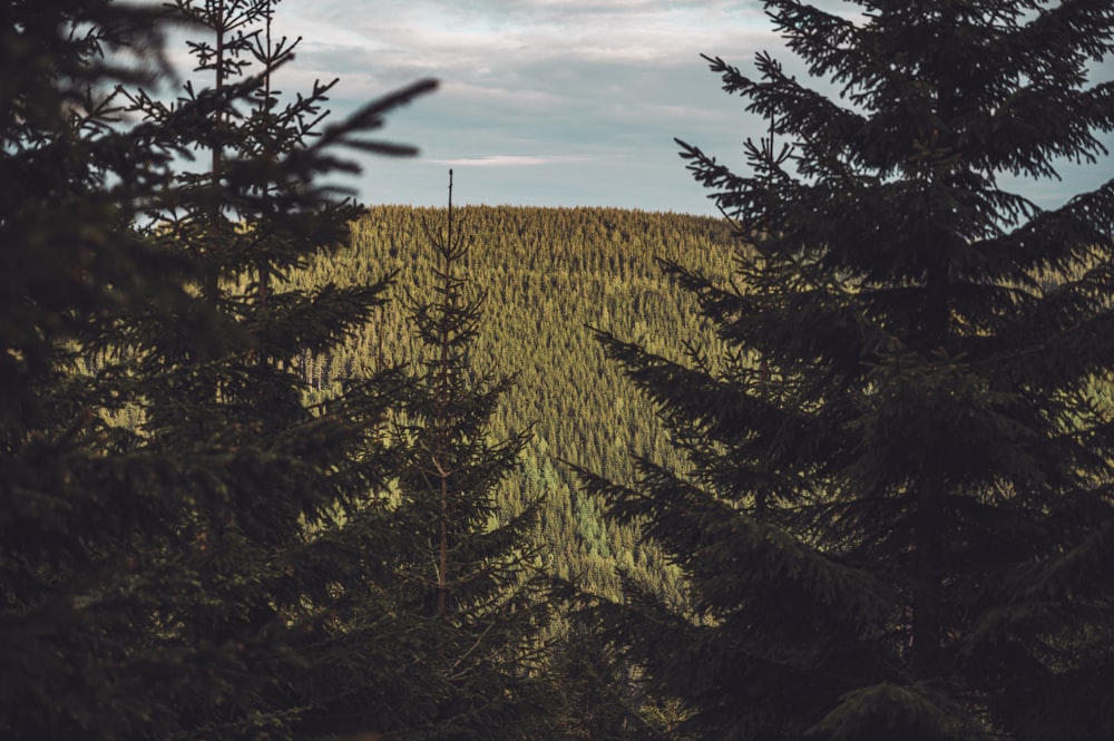 three green pine tress during daytime digital wallpaper