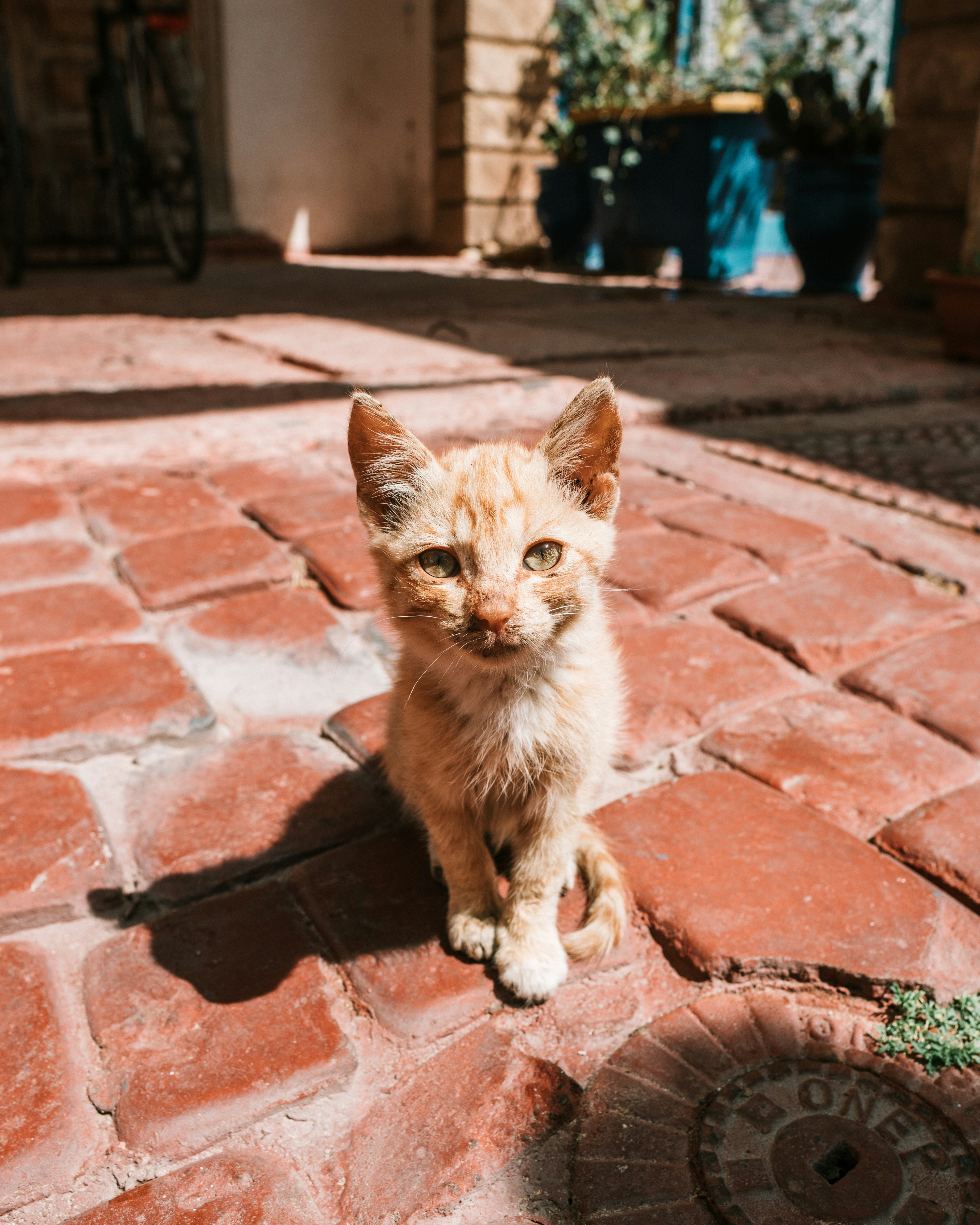 Chaton orange sur un trottoir de briques brunes