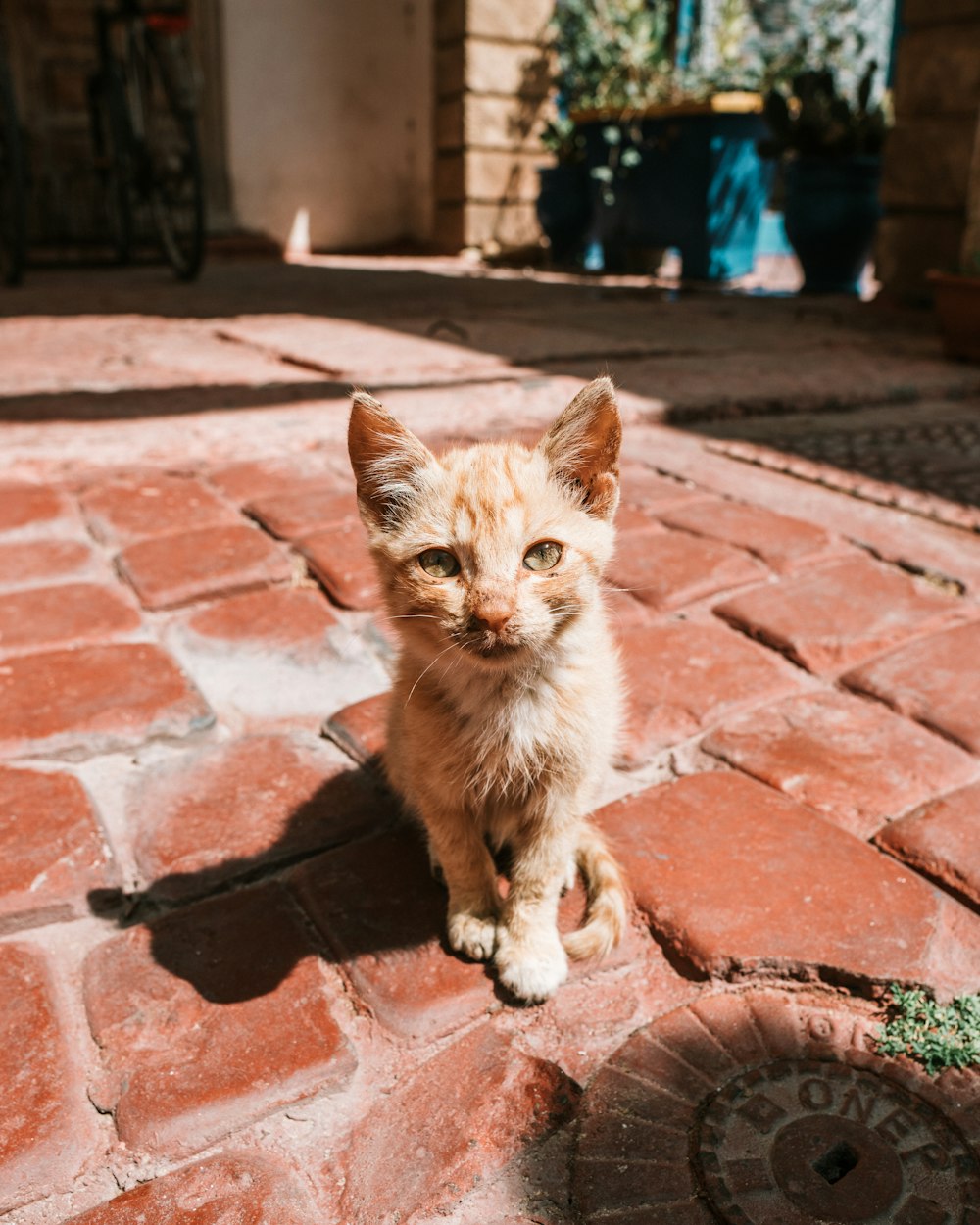 orange kitten on brown brick pavement