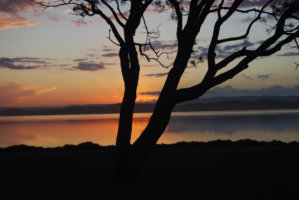 silhouette photography of tree near body of water