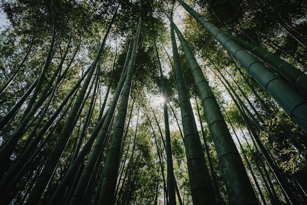 altos árboles de bambú verde