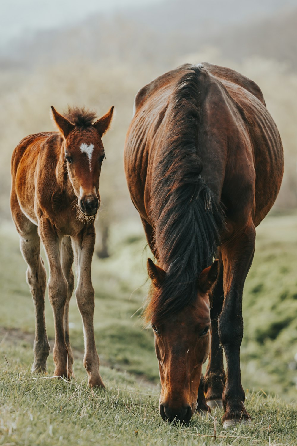 Cavalo marrom com filhote