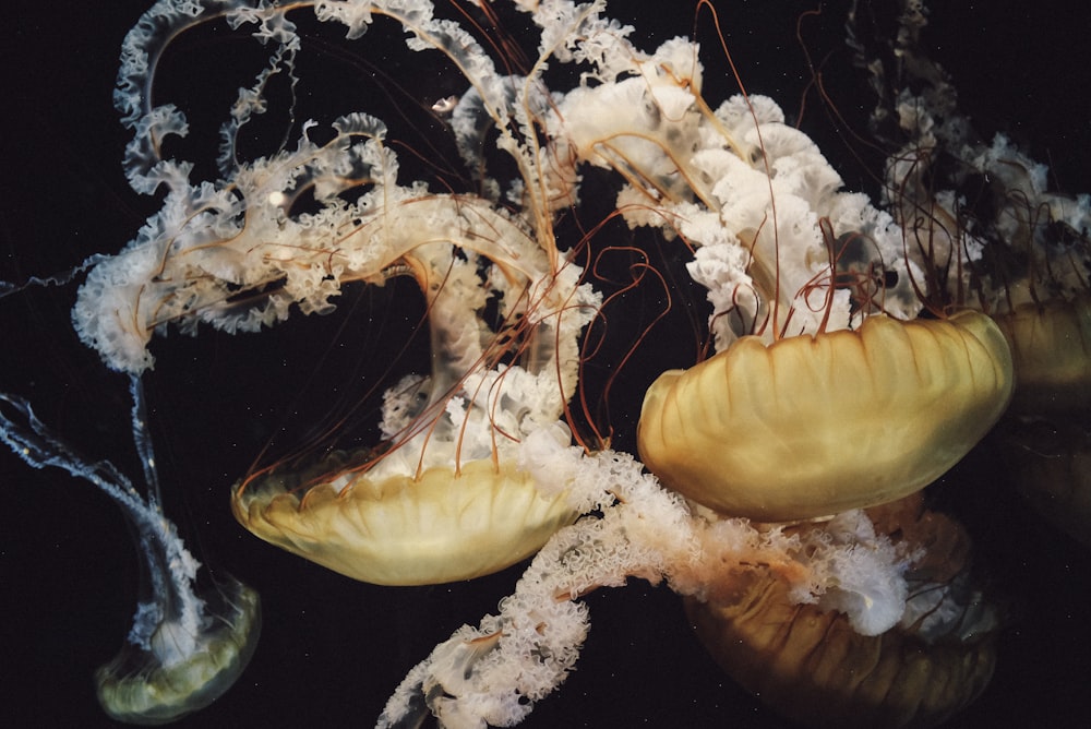 two jelly fishes