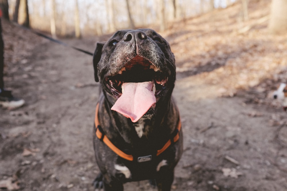 a dog with its mouth open and tongue out