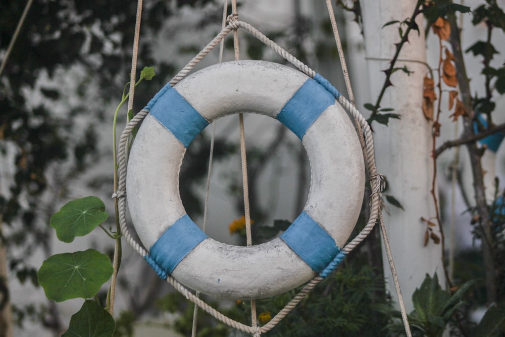 white and blue lifesaver ring hanging beside tree