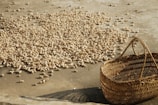 A large number of peanuts spread out on a flat, concrete surface under sunlight. A woven wicker basket is placed nearby, empty and tilted slightly. Shadows cast by the peanuts and the basket suggest it is late afternoon.