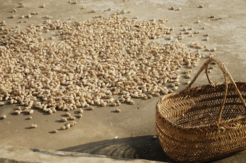 Workers inspecting freshly harvested peanuts in golden fields.