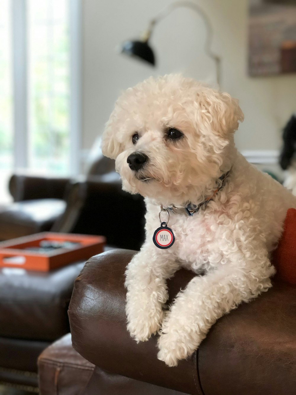 dog lying on sofa