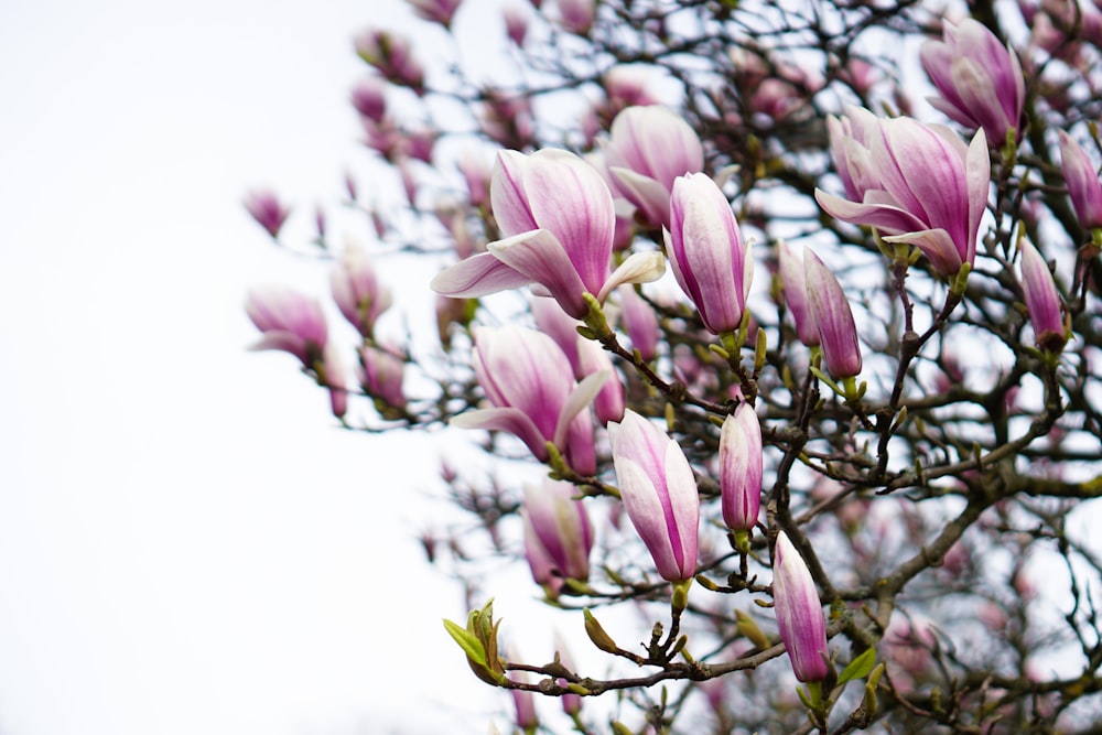 pink petald flowers